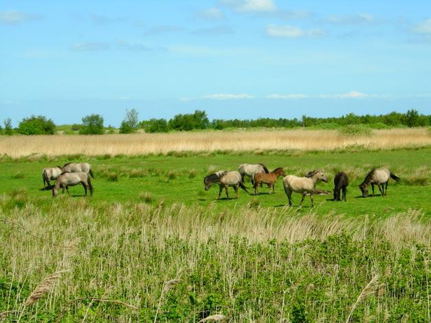 Koniks – Kreuzung aus Haus- und Wildpferd