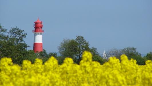 Leuchtturm in der Rapsblüte